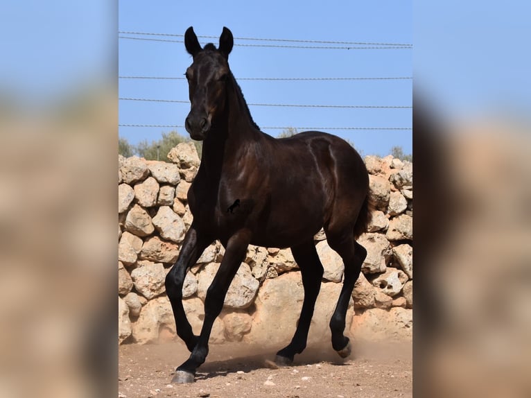 Menorquiner Stute 1 Jahr 160 cm Rappe in Menorca