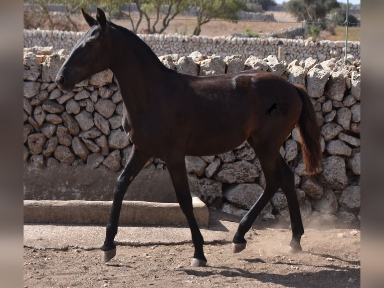 Menorquiner Stute 1 Jahr 160 cm Rappe in Menorca