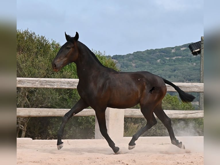 Menorquiner Stute 1 Jahr 162 cm Rappe in Menorca