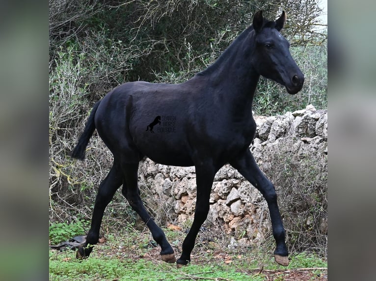 Menorquiner Stute 1 Jahr 163 cm Rappe in Menorca