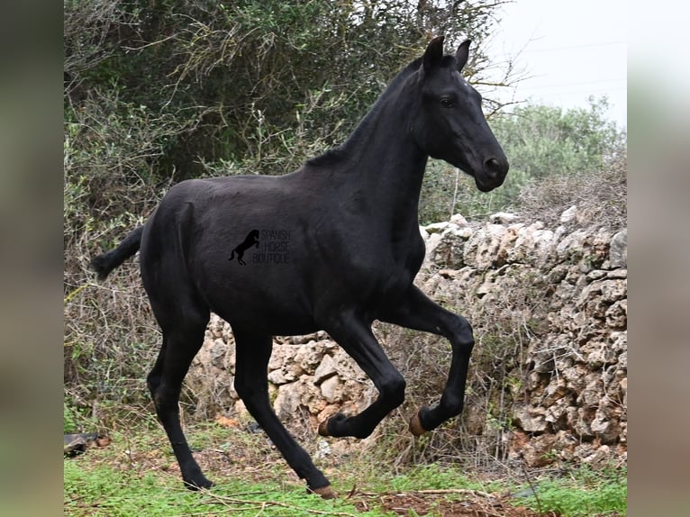 Menorquiner Stute 1 Jahr 163 cm Rappe in Menorca