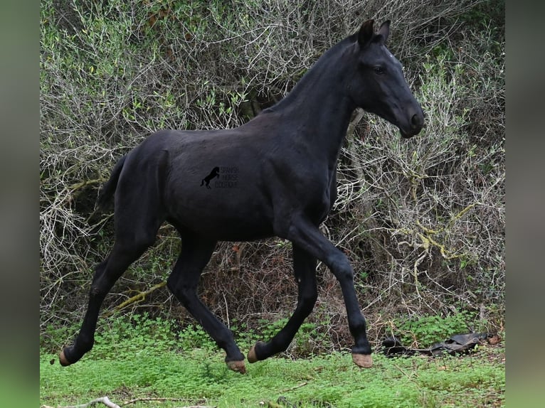 Menorquiner Stute 1 Jahr 163 cm Rappe in Menorca