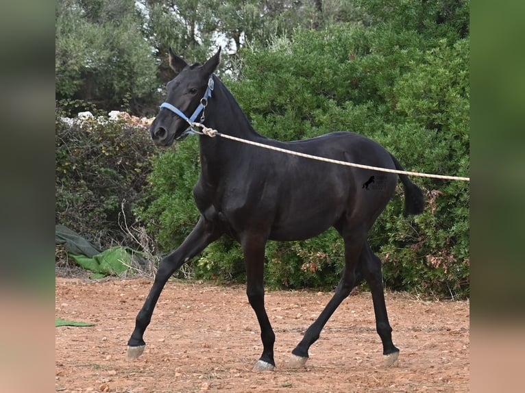 Menorquiner Stute 1 Jahr 165 cm Rappe in Menorca