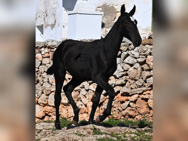 Menorquiner Stute 1 Jahr 165 cm Rappe in Menorca