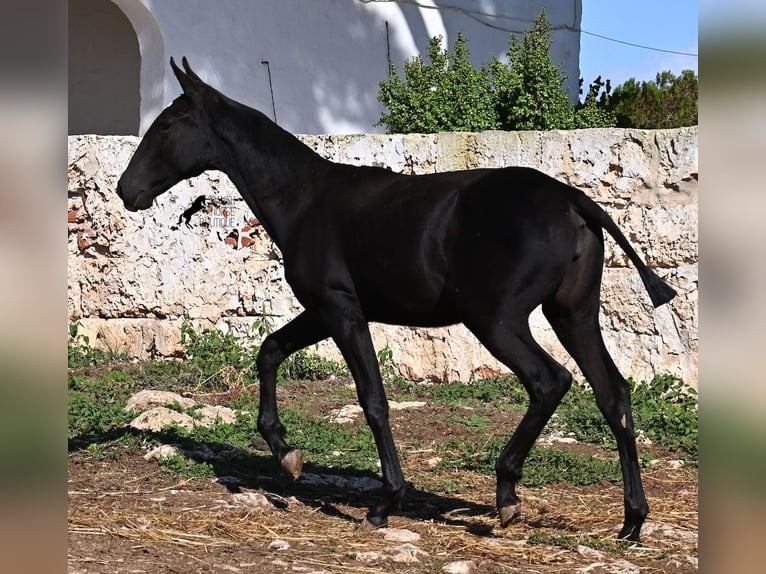 Menorquiner Stute 1 Jahr 165 cm Rappe in Menorca