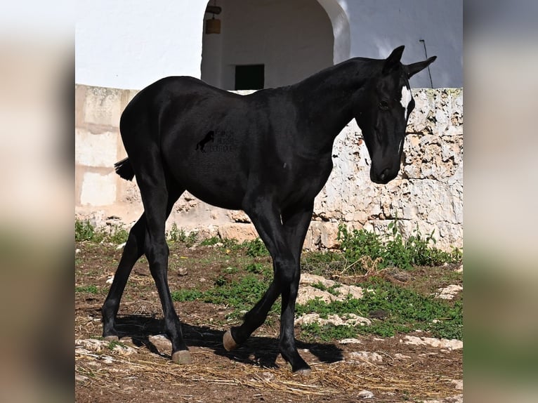 Menorquiner Stute 1 Jahr 165 cm Rappe in Menorca