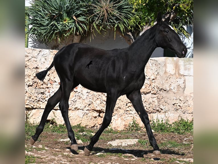 Menorquiner Stute 1 Jahr 165 cm Rappe in Menorca
