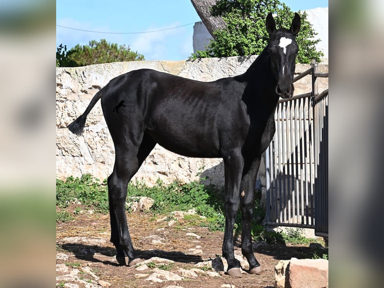 Menorquiner Stute 1 Jahr 165 cm Rappe in Menorca