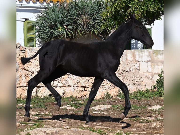 Menorquiner Stute 1 Jahr 165 cm Rappe in Menorca
