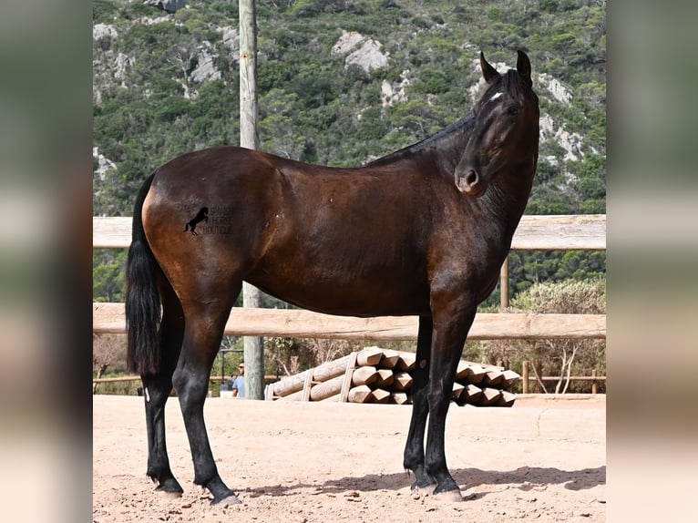 Menorquiner Stute 2 Jahre 154 cm Rappe in Menorca