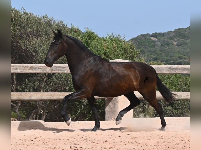 Menorquiner Stute 2 Jahre 154 cm Rappe in Menorca
