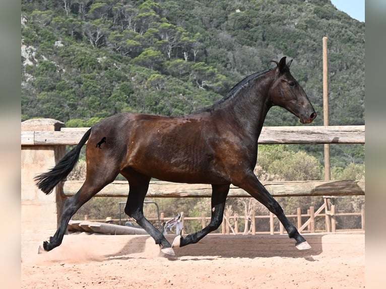 Menorquiner Stute 2 Jahre 154 cm Rappe in Menorca