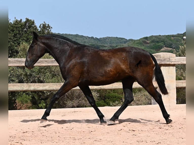 Menorquiner Stute 2 Jahre 154 cm Rappe in Menorca