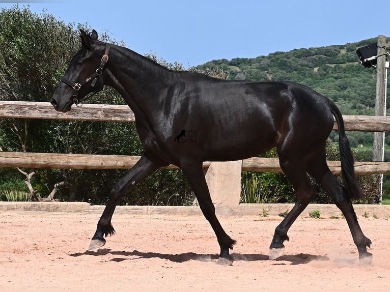 Menorquiner Stute 2 Jahre 156 cm Rappe in Menorca