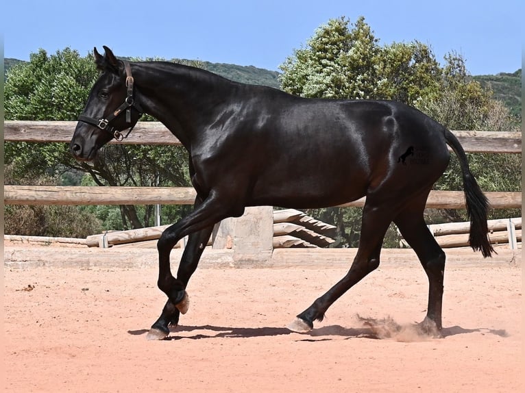 Menorquiner Stute 2 Jahre 156 cm Rappe in Menorca