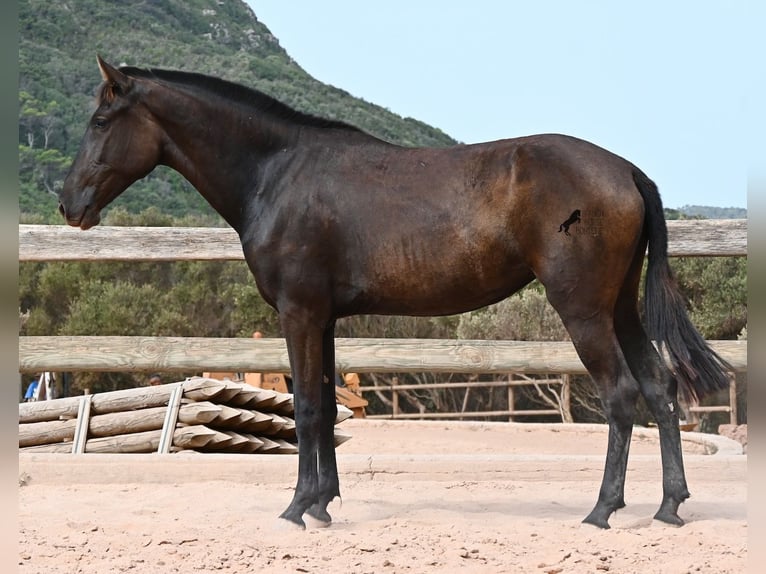 Menorquiner Stute 2 Jahre 157 cm Rappe in Menorca