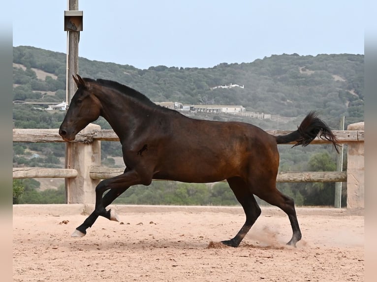 Menorquiner Stute 2 Jahre 157 cm Rappe in Menorca