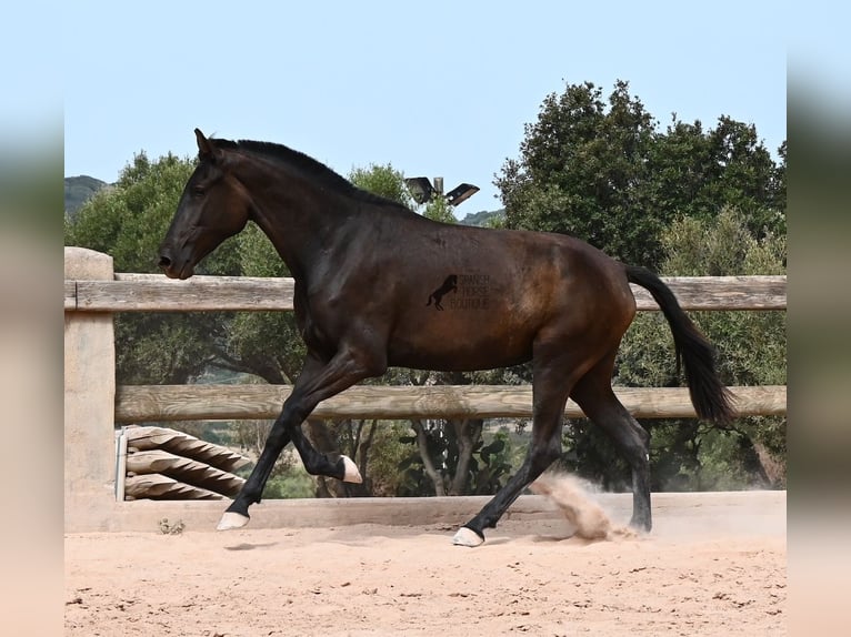 Menorquiner Stute 2 Jahre 157 cm Rappe in Menorca