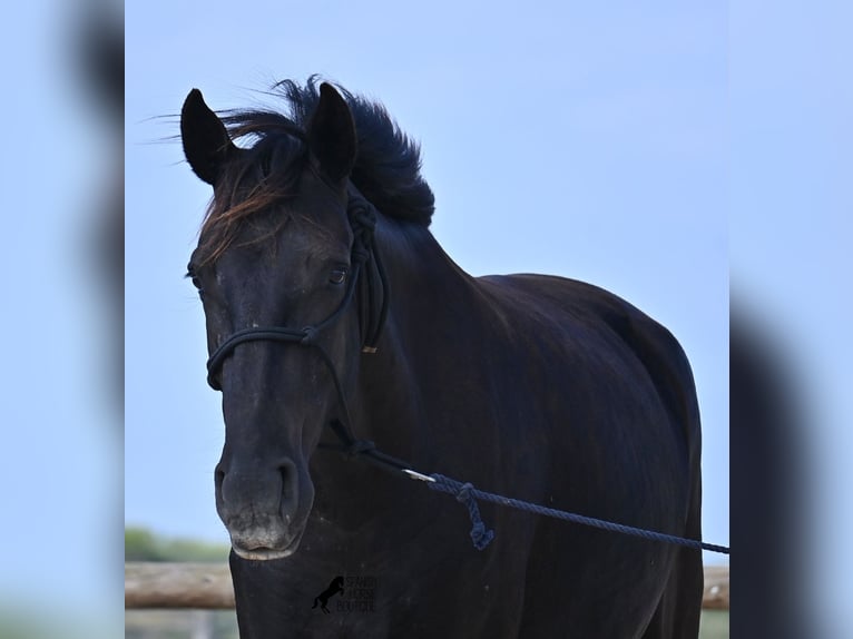 Menorquiner Stute 2 Jahre 159 cm Rappe in Menorca