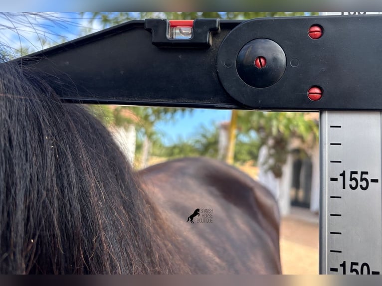 Menorquiner Stute 2 Jahre 159 cm Rappe in Menorca