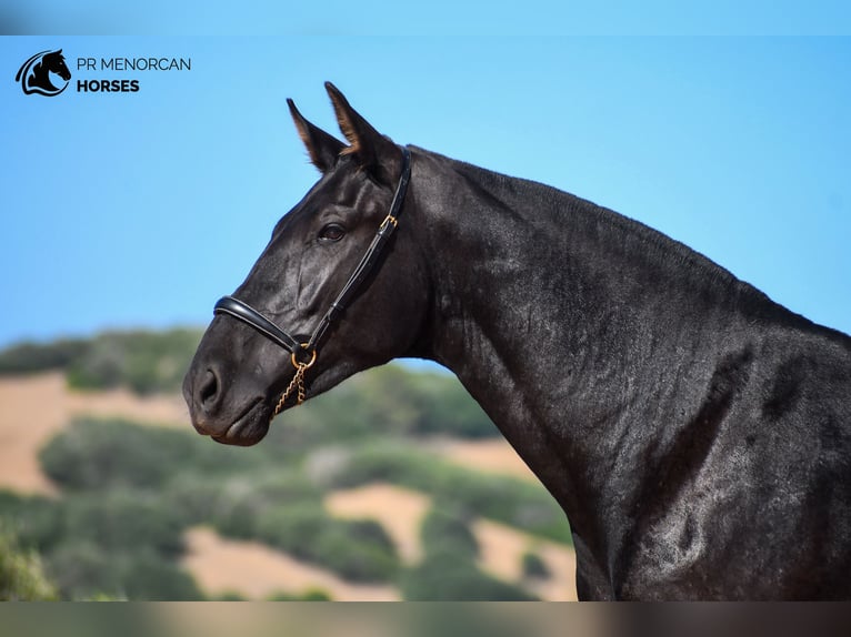 Menorquiner Stute 2 Jahre 160 cm Rappe in Menorca