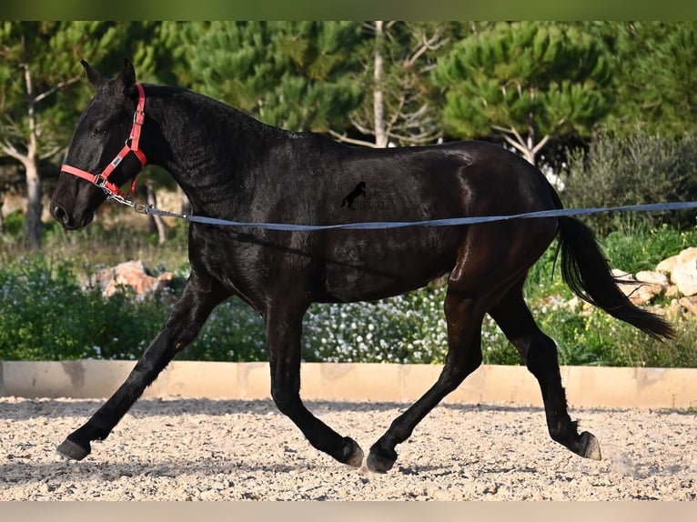 Menorquiner Stute 2 Jahre 161 cm Rappe in Menorca