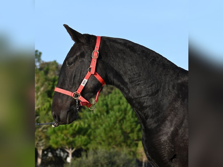 Menorquiner Stute 2 Jahre 161 cm Rappe in Menorca