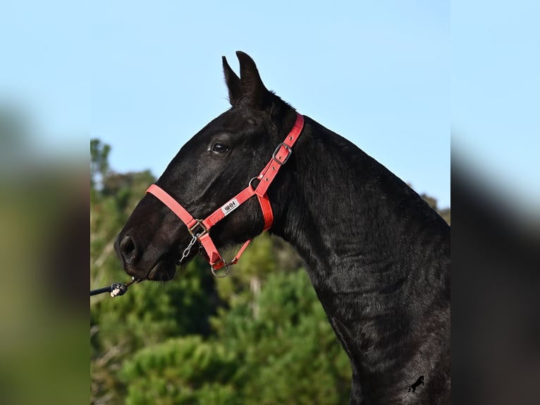 Menorquiner Stute 2 Jahre 161 cm Rappe in Menorca