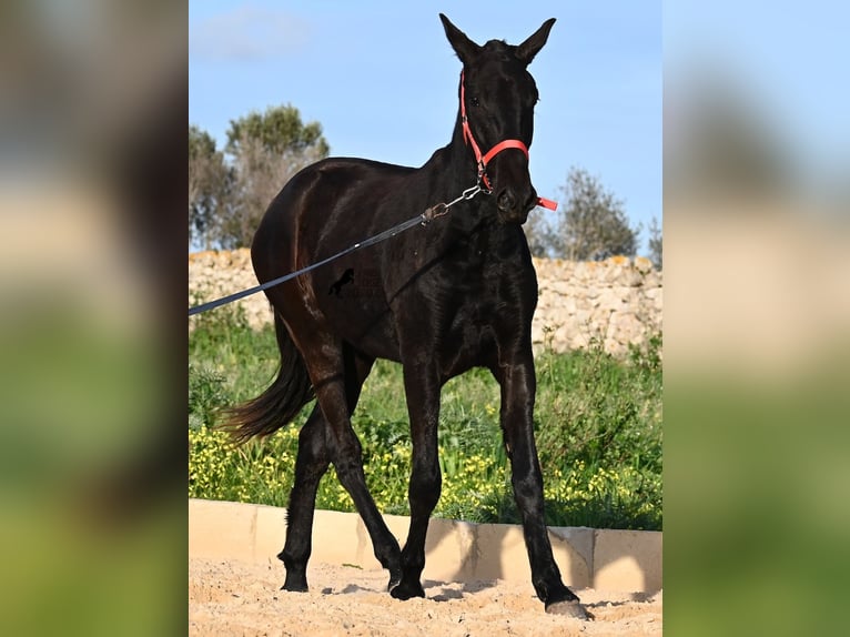 Menorquiner Stute 2 Jahre 161 cm Rappe in Menorca