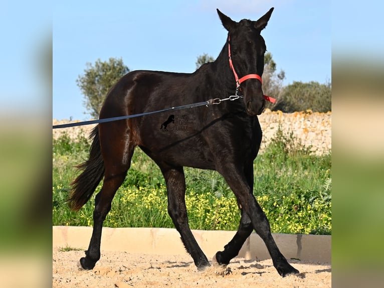 Menorquiner Stute 2 Jahre 161 cm Rappe in Menorca