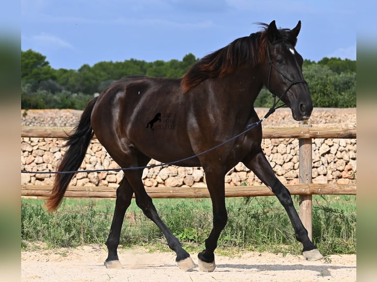 Menorquiner Stute 2 Jahre 162 cm Rappe in Menorca