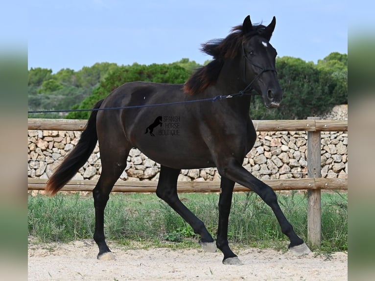 Menorquiner Stute 2 Jahre 162 cm Rappe in Menorca