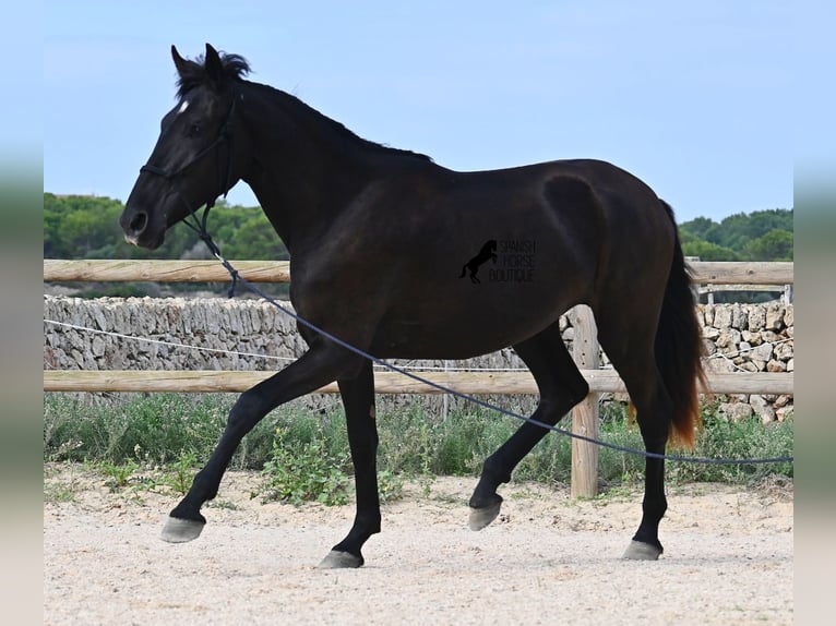 Menorquiner Stute 2 Jahre 162 cm Rappe in Menorca