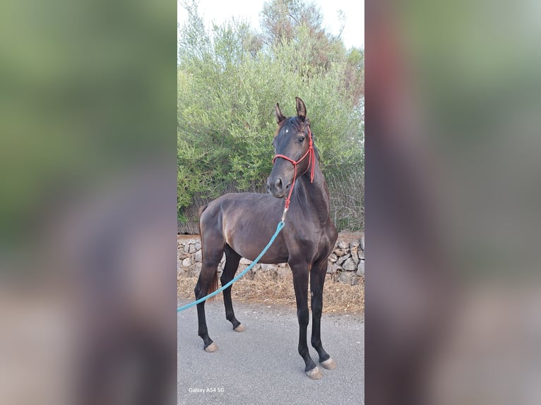 Menorquiner Stute 2 Jahre 165 cm Rappe in Manacor