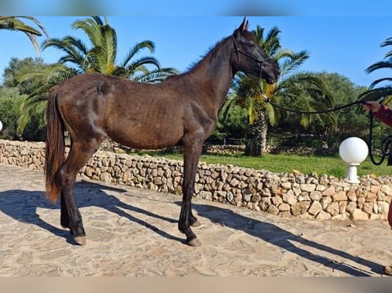 Menorquiner Stute 2 Jahre 165 cm Rappe in Manacor