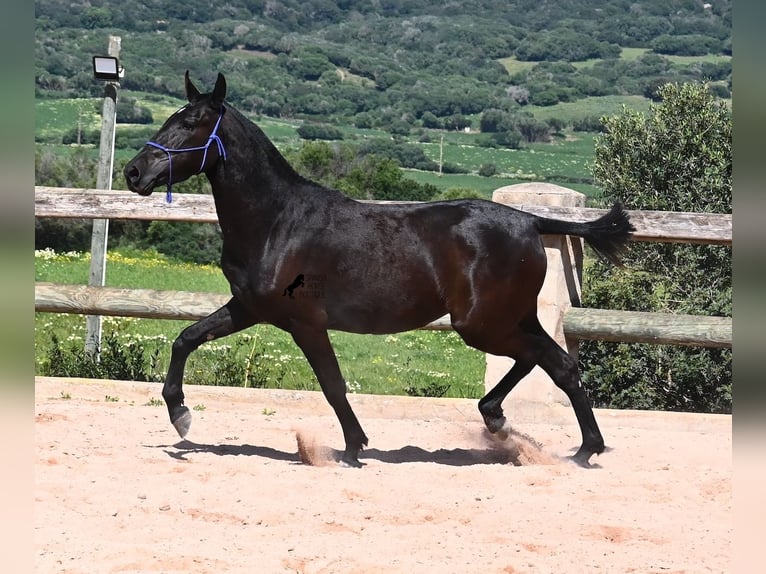 Menorquiner Stute 3 Jahre 152 cm Rappe in Menorca