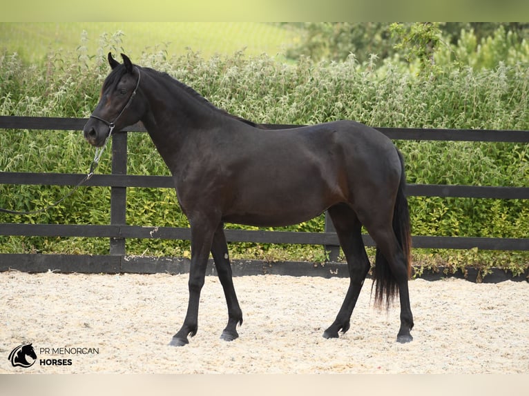 Menorquiner Stute 3 Jahre 156 cm Rappe in Kent
