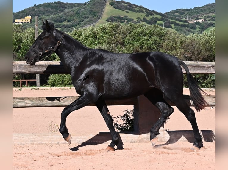 Menorquiner Stute 3 Jahre 157 cm Rappe in Menorca