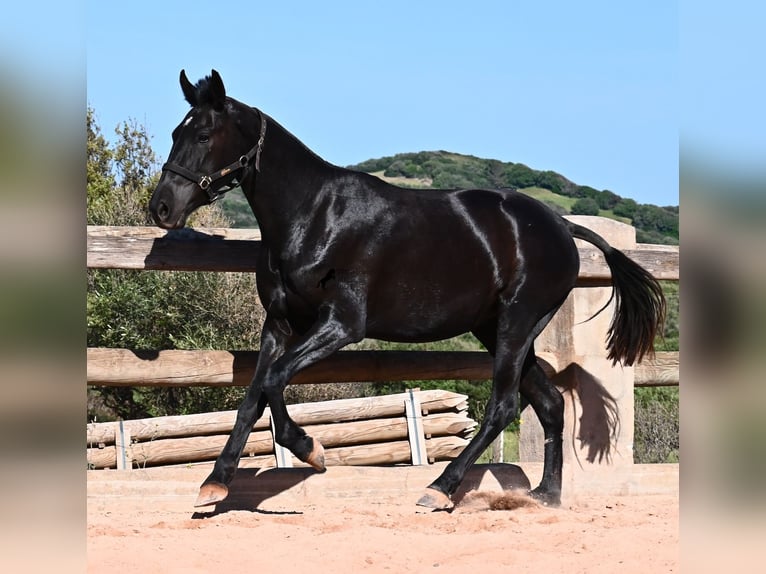 Menorquiner Stute 3 Jahre 157 cm Rappe in Menorca