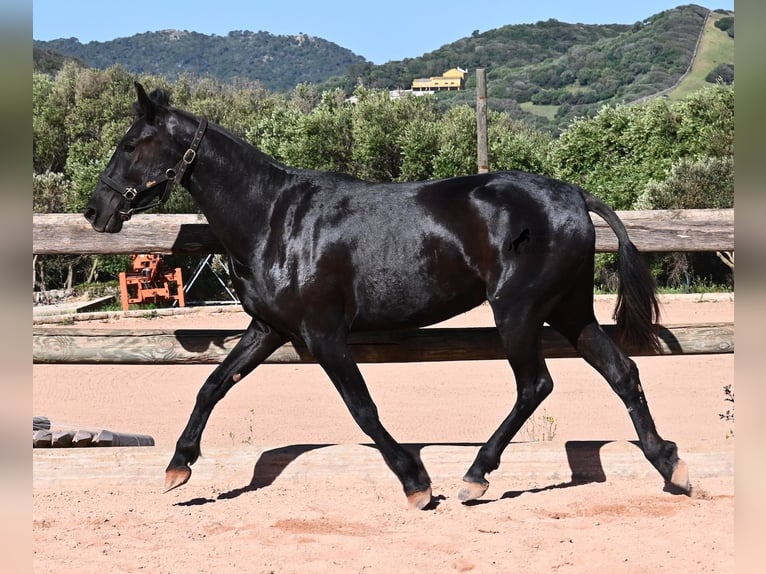 Menorquiner Stute 3 Jahre 157 cm Rappe in Menorca
