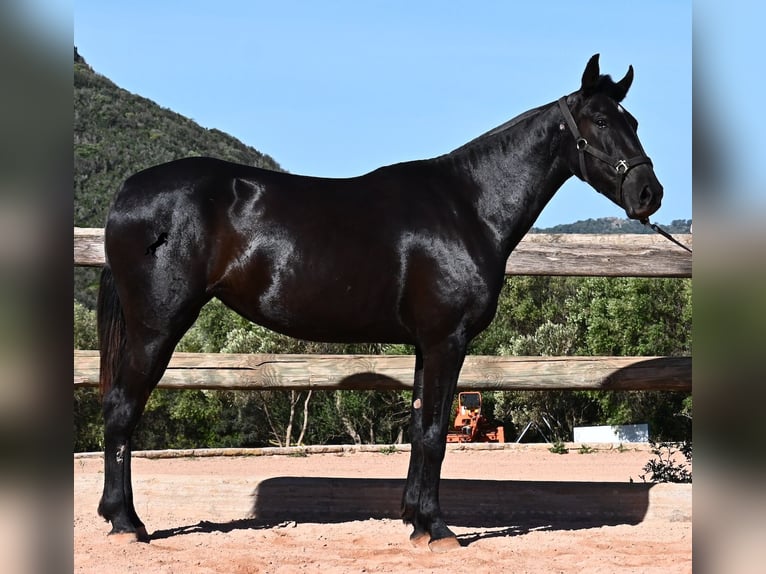 Menorquiner Stute 3 Jahre 157 cm Rappe in Menorca