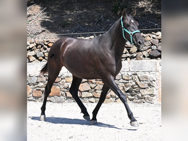 Menorquiner Stute 3 Jahre 158 cm Rappe in Menorca