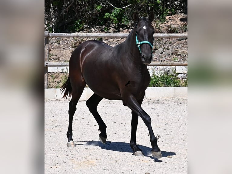 Menorquiner Stute 3 Jahre 158 cm Rappe in Menorca