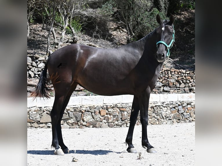 Menorquiner Stute 3 Jahre 158 cm Rappe in Menorca