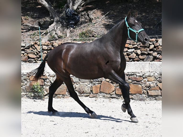 Menorquiner Stute 3 Jahre 158 cm Rappe in Menorca