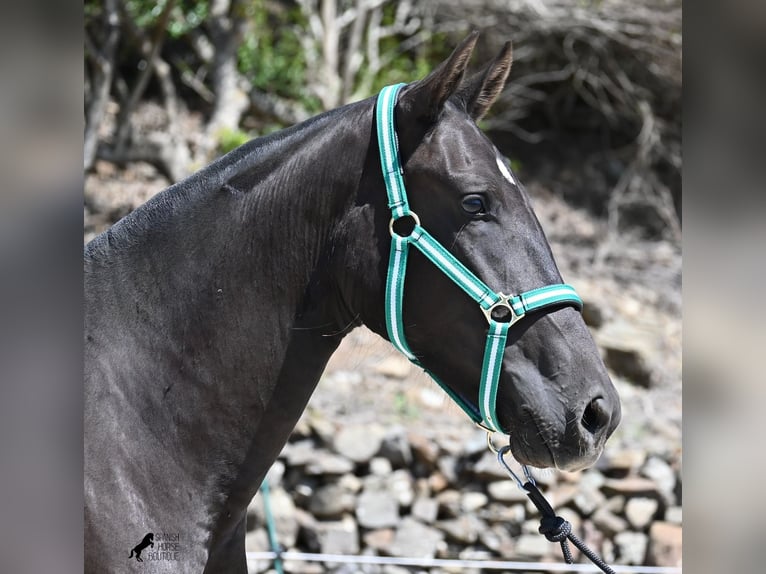 Menorquiner Stute 3 Jahre 158 cm Rappe in Menorca