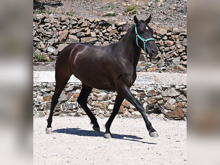 Menorquiner Stute 3 Jahre 158 cm Rappe in Menorca