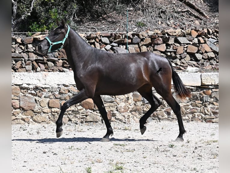 Menorquiner Stute 3 Jahre 158 cm Rappe in Menorca