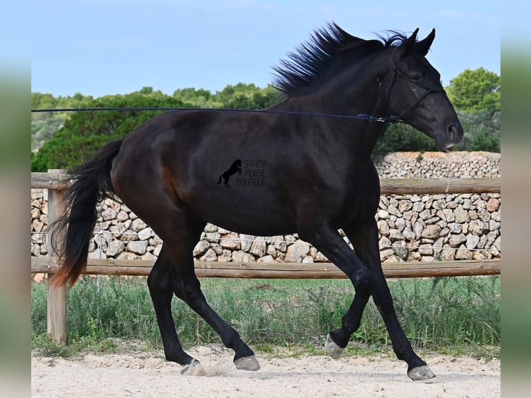 Menorquiner Stute 3 Jahre 159 cm Rappe in Menorca