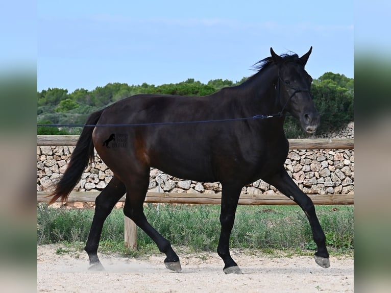 Menorquiner Stute 3 Jahre 159 cm Rappe in Menorca